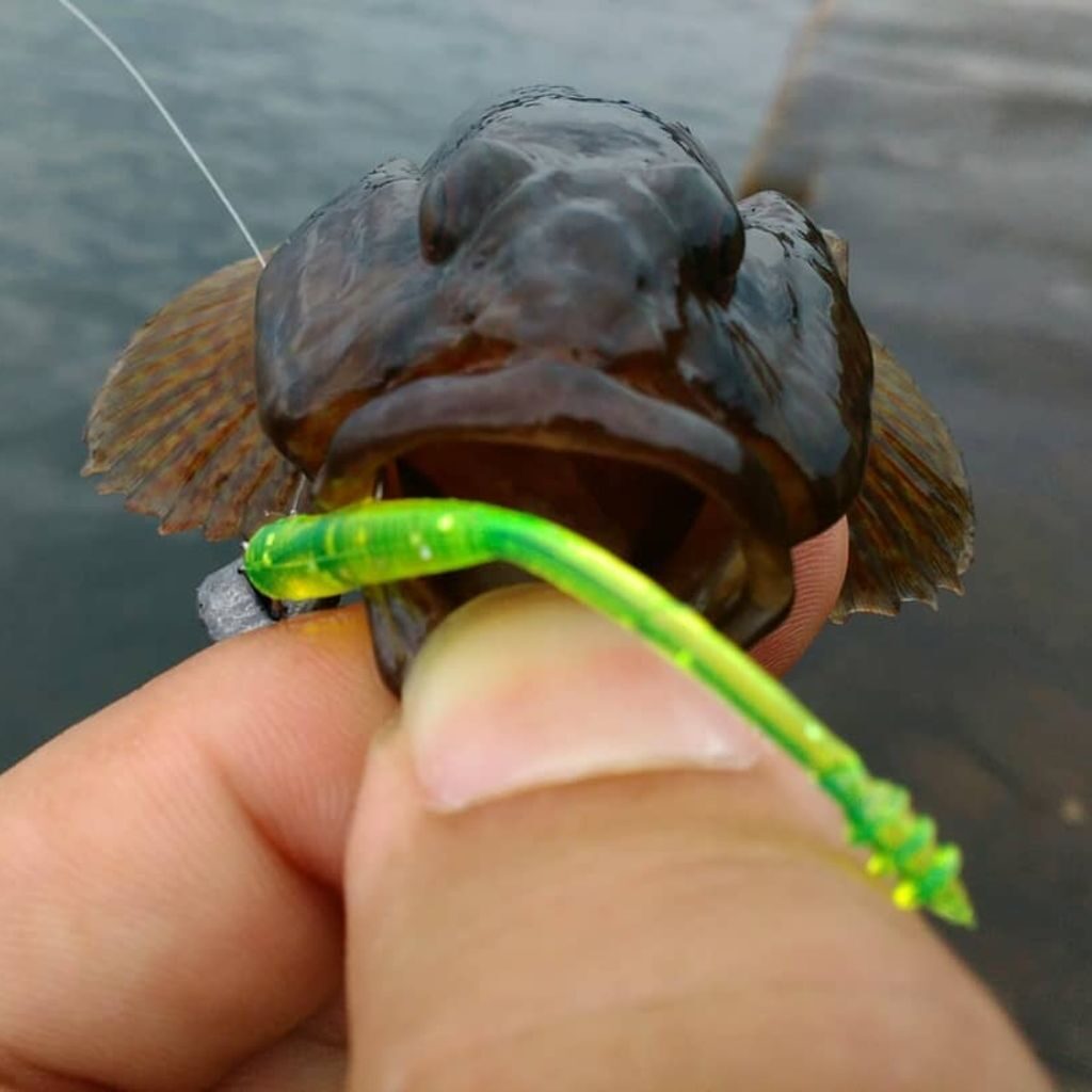 Goby caught on Tetra Works Pipin