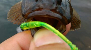 Goby caught on Tetra Works Pipin