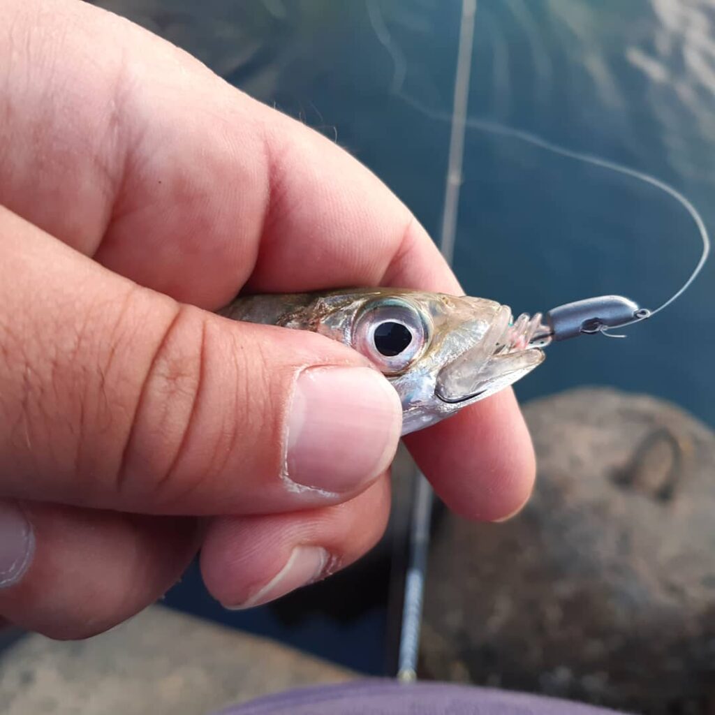 Сафрид - Horse mackerel (Scad) caught on Tetra Works Chop