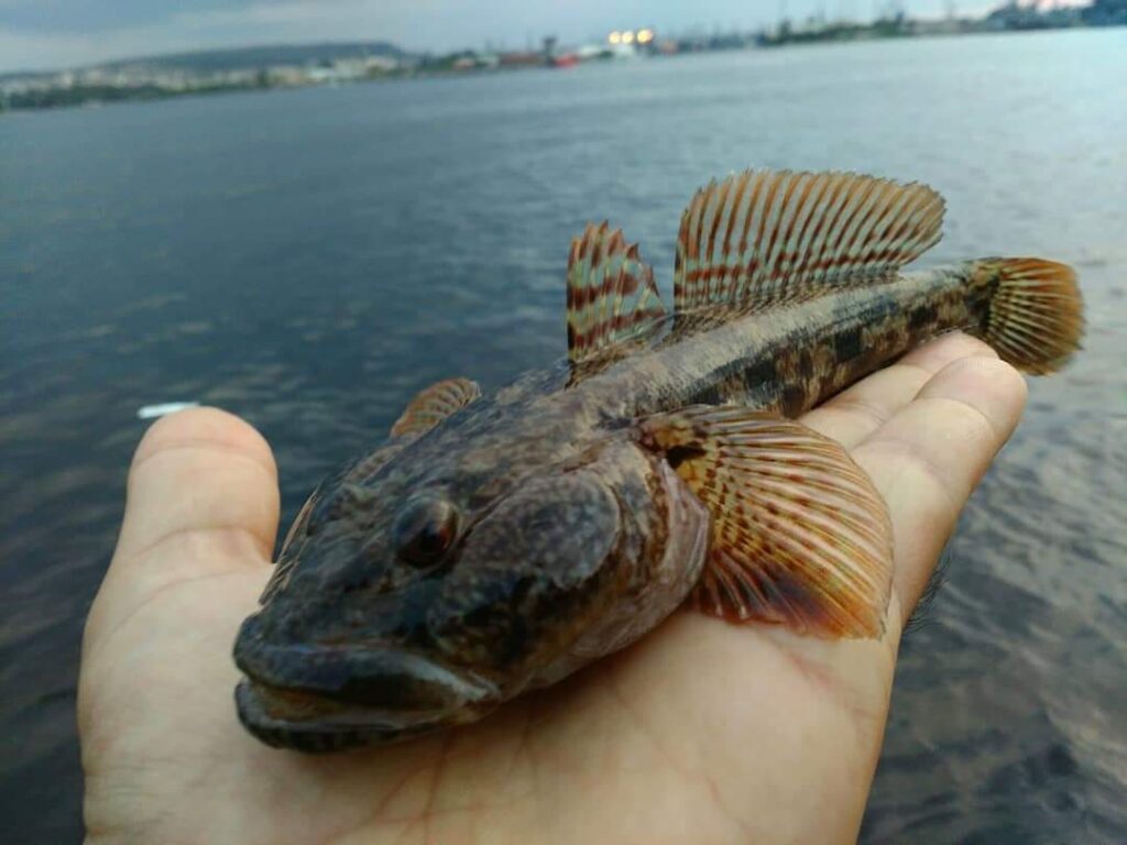 Лихнус хванат на изкуствена примамка