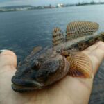 Лихнус