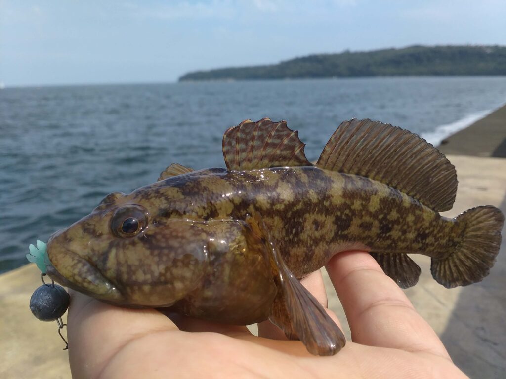 Скално попче