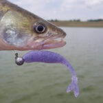 Бяла риба уловена с Realis V-tail Shad