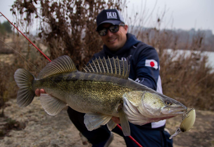 Бяла риба уловена на Realis Crank от pro staff на DUO