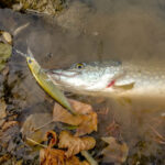 Щука на Realis Jerkbait 120SP Pike Limited